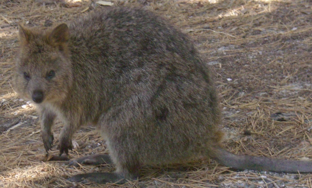 Fat Quokka